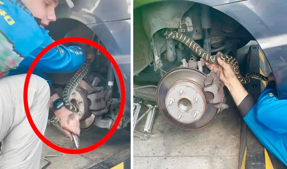 Un grupo de especialistas acudieron a un llamado de emergencia sobre una pitón atascada en el interior de un auto, por lo que la ayudaron a salir sin problemas. Foto: Caters Clips