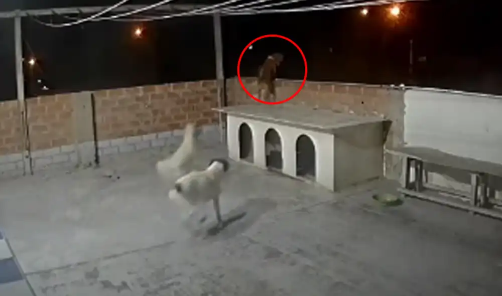 Miles de usuarios quedaron sorprendidos al ver el video viral. Foto: captura de Facebook