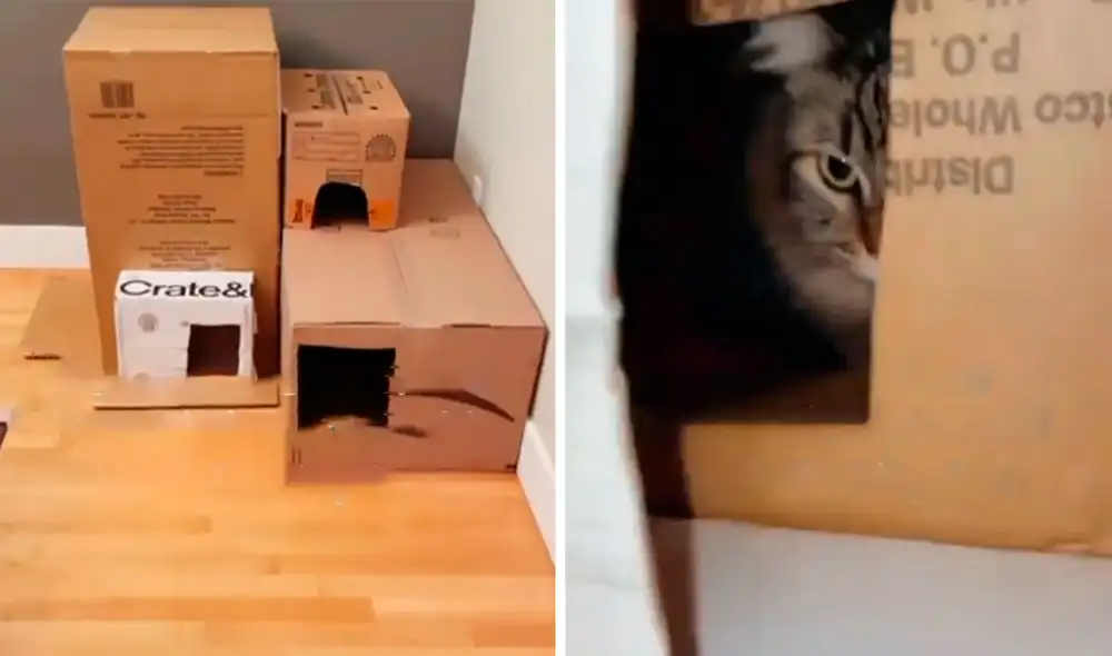 Un joven puso en marcha una ingeniosa idea al usar material reciclable para consentir a su felino y sorprendió con el resultado final. Foto: captura de TikTok