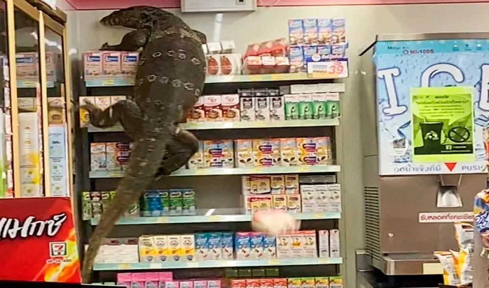 El animal generó el pánico cuando se subió a los estantes y arrojó varios cartones de leche al suelo. Foto: captura de YouTube El animal generó el pánico cuando se subió a los estantes y arrojó varios cartones de leche al suelo. Foto: captura de YouTube