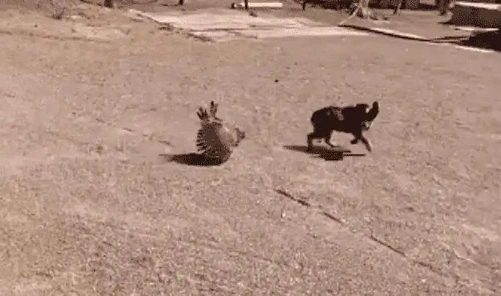 La gallina protagonizó una férrea defensa de sus polluelos. Foto: captura de TikTok La gallina protagonizó una férrea defensa de sus polluelos. Foto: captura de TikTok