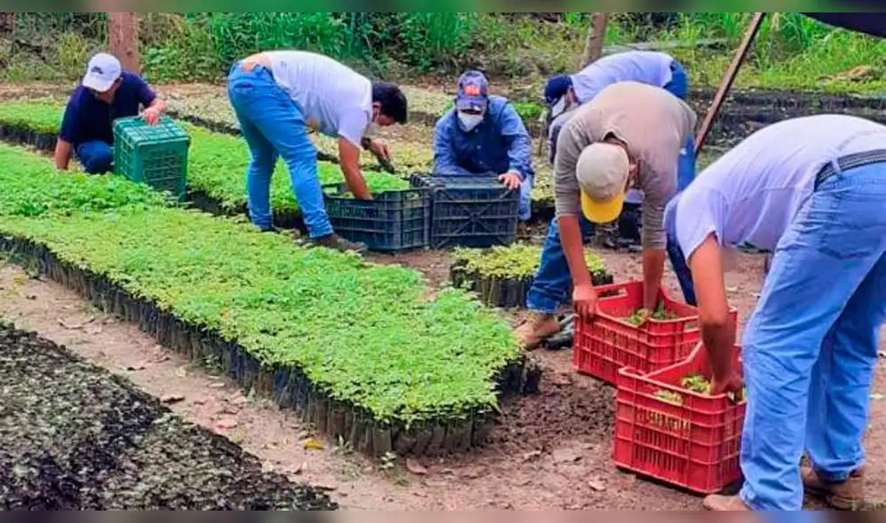 Plantones para reforestar terrenos eriazos en la provincia de Huallaga. Foto: Goresam