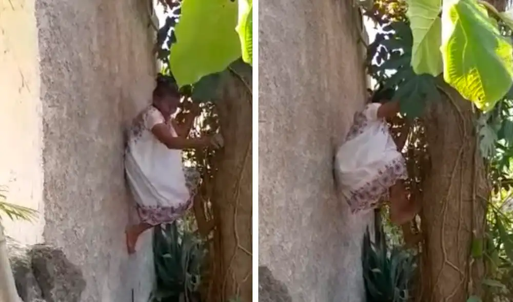 Doña 'Mechita' no sabe de límites y sube al árbol de caimito sin ningún problema. Foto: captura de Facebook / Luis Enrique Sánchez