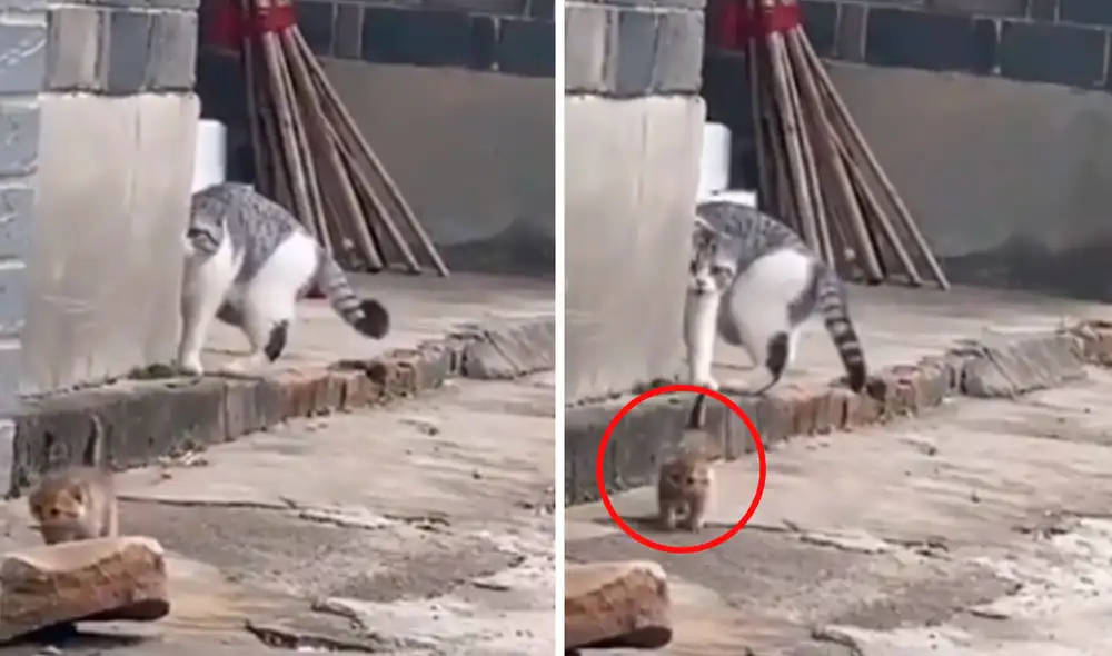 Una gatita trató de controlar a su traviesa cría que aprovechó su descuido para caminar solo por la calle, pero sus esfuerzos fueron en vano. Foto: captura de Facebook Una gatita trató de controlar a su traviesa cría que aprovechó su descuido para caminar solo por la calle, pero sus esfuerzos fueron en vano. Foto: captura de Facebook