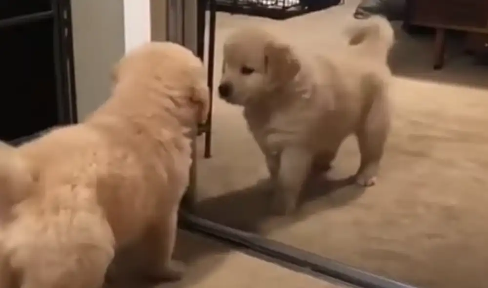 El video viral ha sido compartido en la página DogLove 24. Foto: captura de Facebook. El video viral ha sido compartido en la página DogLove 24. Foto: captura de Facebook.