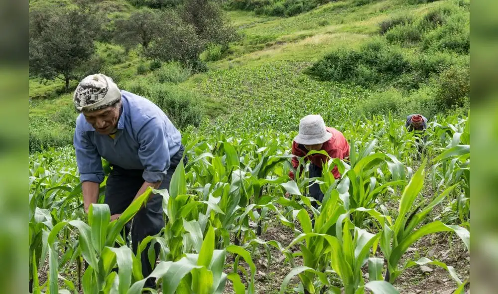 Urge fortalecer y modernizar el sector agrario e infraestructura hídrica. Foto: Difusión Urge fortalecer y modernizar el sector agrario e infraestructura hídrica. Foto: Difusión