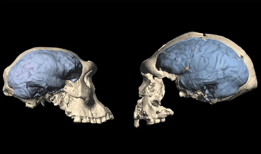 Cerebros de antiguos humanos. Izquierda: hace 1,77 millones de años. Derecha: hace 1,3 millones de años. Imagen: Universidad de Zurich