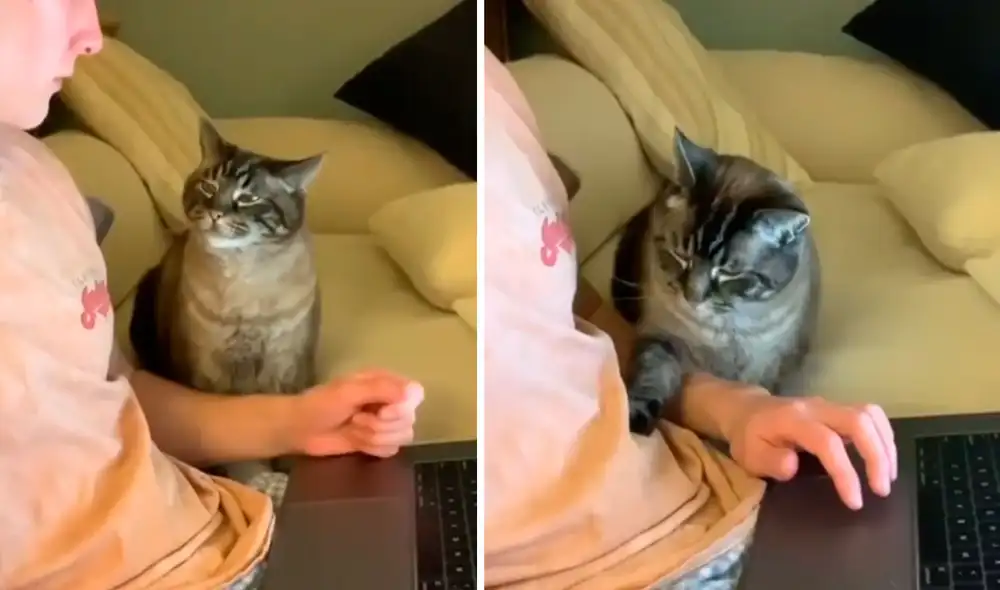 Un joven debía culminar con sus actividades de forma virtual; sin embargo, su gato quería llamar su atención para echarse a su lado y recibir caricias. Foto: captura de Facebook Un joven debía culminar con sus actividades de forma virtual; sin embargo, su gato quería llamar su atención para echarse a su lado y recibir caricias. Foto: captura de Facebook