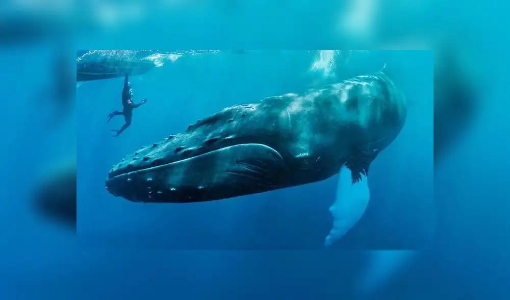 El mamífero colocó debajo de su aleta pectoral a la mujer. Foto: captura de YouTube
