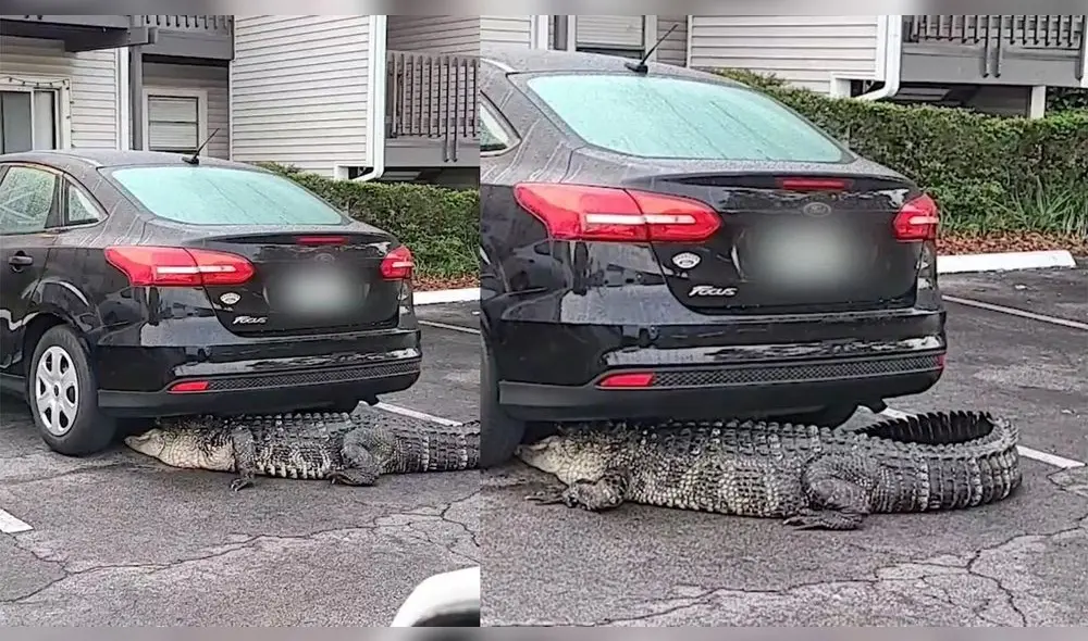 El caimán fue reubicado por un equipo de rescate de fauna salvaje del estado de Florida. Foto: captura de YouTube