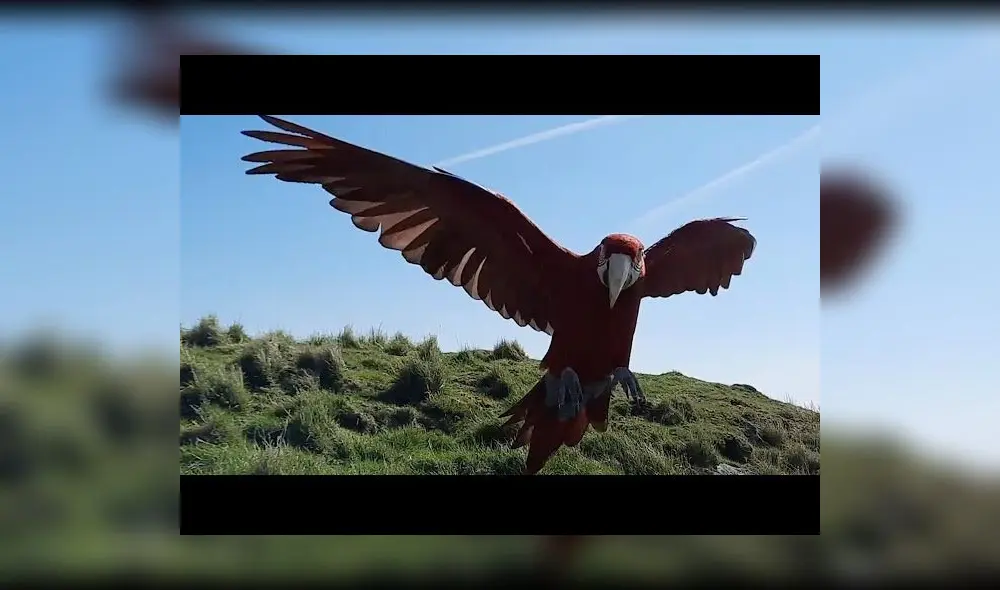 El nombre del protagonista es Orión, de tres años, que sale a hacer ejercicio con su dueño Cole Doran. Foto: captura de YouTube