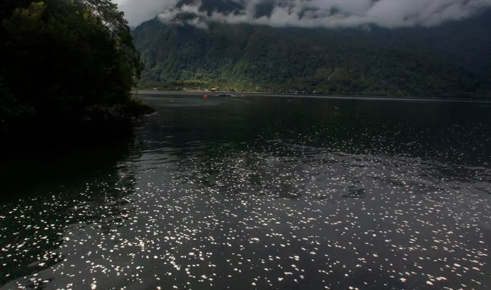 Según los expertos, esta situación ha sido provocada por factores climáticos como el aumento de la radiación solar o la escasez de lluvias. Foto: EFE