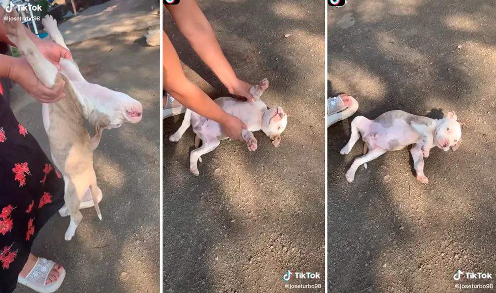 El tierno perrito conmovió los corazones de miles de usuarios en redes. Foto: captura de TikTok El tierno perrito conmovió los corazones de miles de usuarios en redes. Foto: captura de TikTok