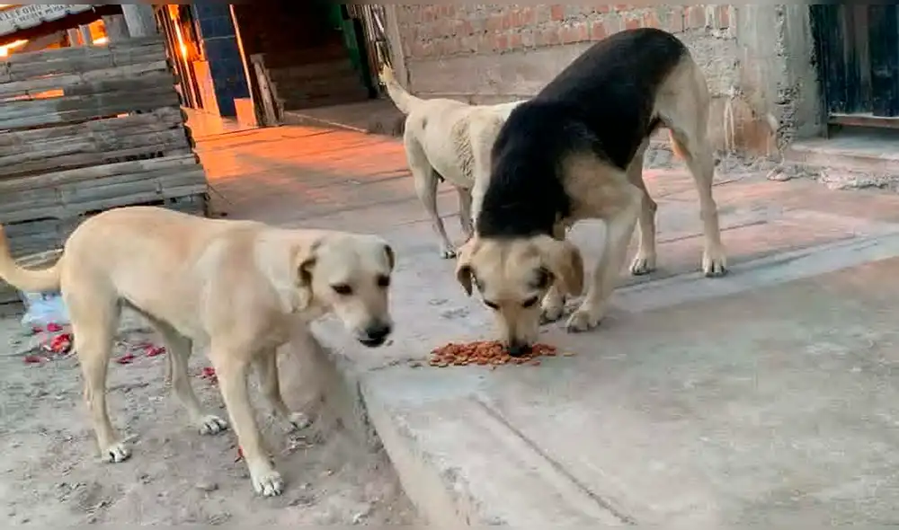 Jóvenes pidieron apoyo para continuar salvaguardando la vida de los animales. Foto: difusión