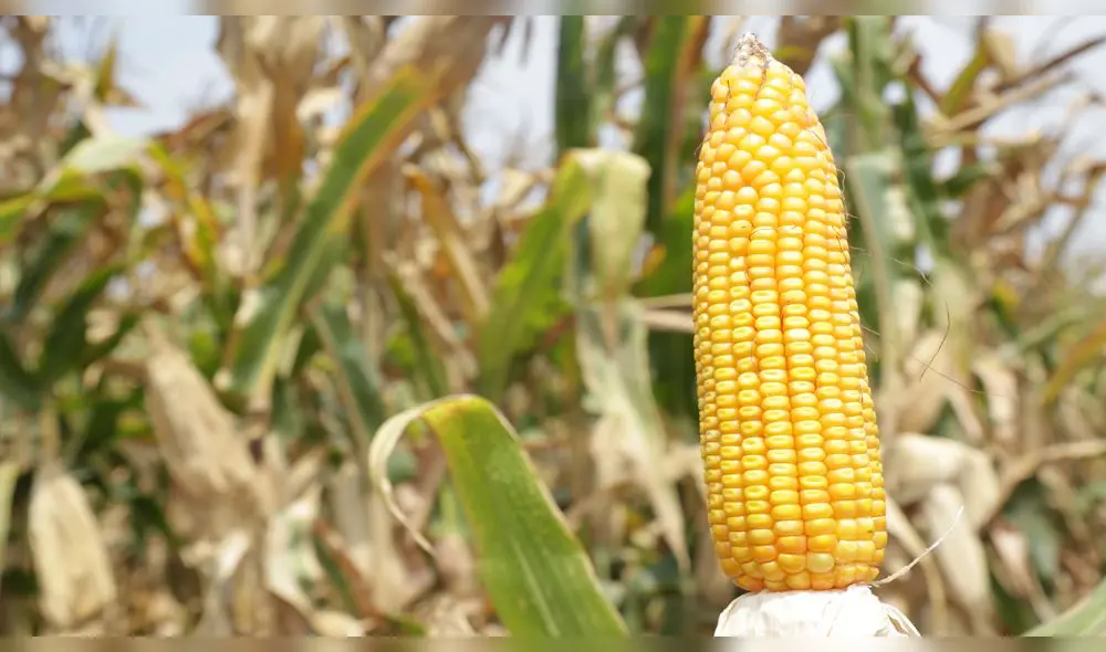 Nuevo material genético potenció calidad del maíz amarillo duro. Foto: INIA.