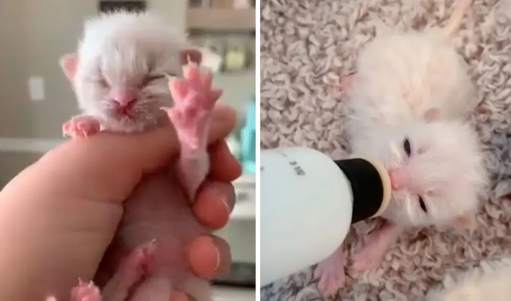 Una joven se encargó de cuidar a un pequeño felino en su casa y con el tiempo se volvieron inseparables. Foto: captura de YouTube