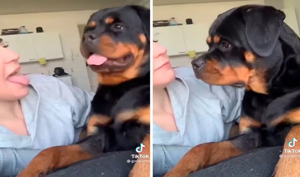 Una joven vio que su perro sacó su lengua y decidió copiarlo; sin embargo, no imaginó que este iba a molestarse por su acción. Foto: captura de TikTok