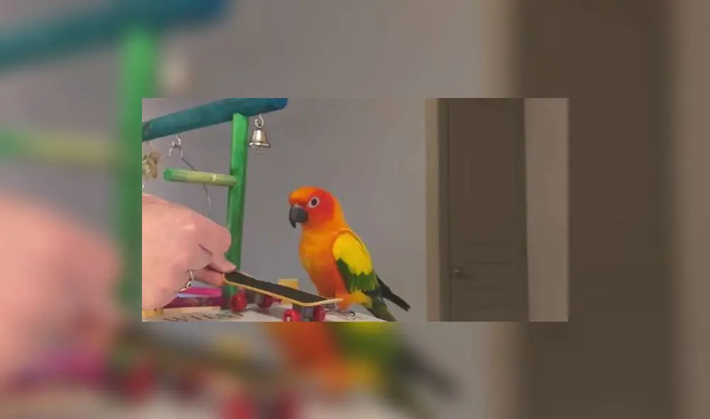 Miles de cibernautas compararon al perico con otros animales que también practican este deporte. Foto: captura de YouTube