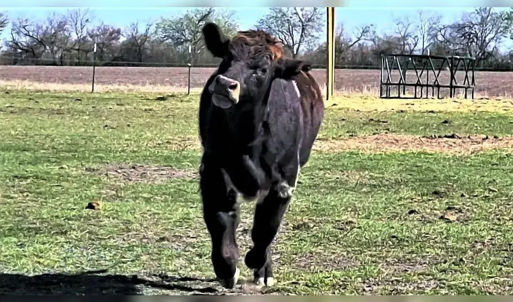Nigel está llena de alegría e incluso tiene sentido del humor. Foto: captura de YouTube
