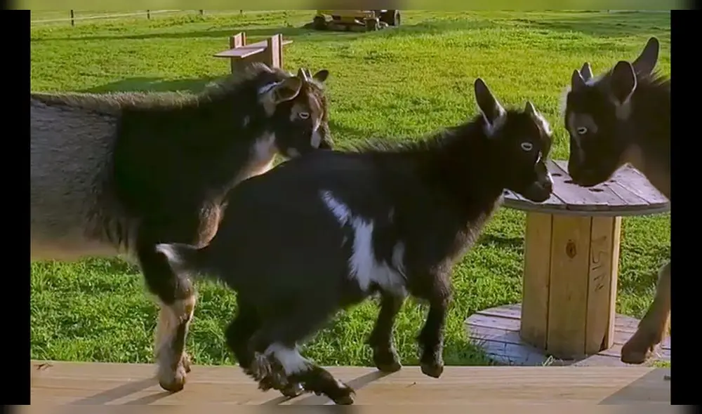 La carrera de obstáculos de parkour les permite escalar, mantener el equilibrio, saltar y mostrar sus habilidades atléticas. foto: captura de YouTube