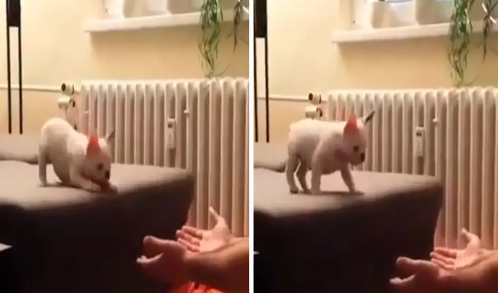 Un pequeño perro no quería saltar por temor a caerse; sin embargo, su dueño estuvo a su lado para ayudarlo y lo alentó. Foto: captura de Facebook