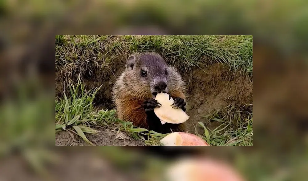 La cría mordisquea los dulces, pero alguien más tiene sus ojos en el bocadillo. Foto: captura de YouTube La cría mordisquea los dulces, pero alguien más tiene sus ojos en el bocadillo. Foto: captura de YouTube