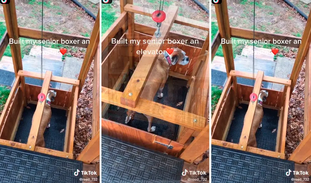 El bóxer tiene problemas en sus huesos y no puede subir o bajar escaleras. Foto: captura de TikTok