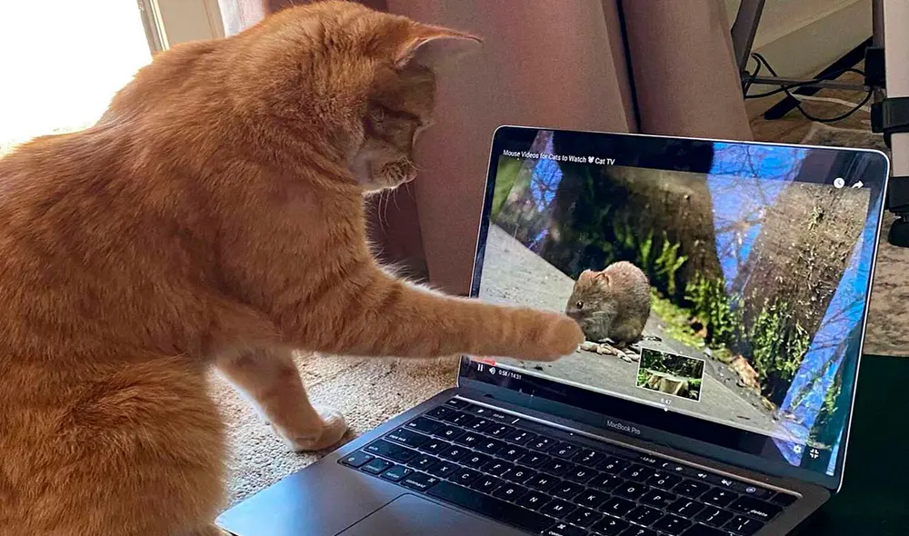 Una mujer encontró a un travieso felino afuera de su casa y trató de distraerlo, pero no imaginó que desde ese día la iría a visitar siempre. Foto: Ruth Hulett/ Facebook