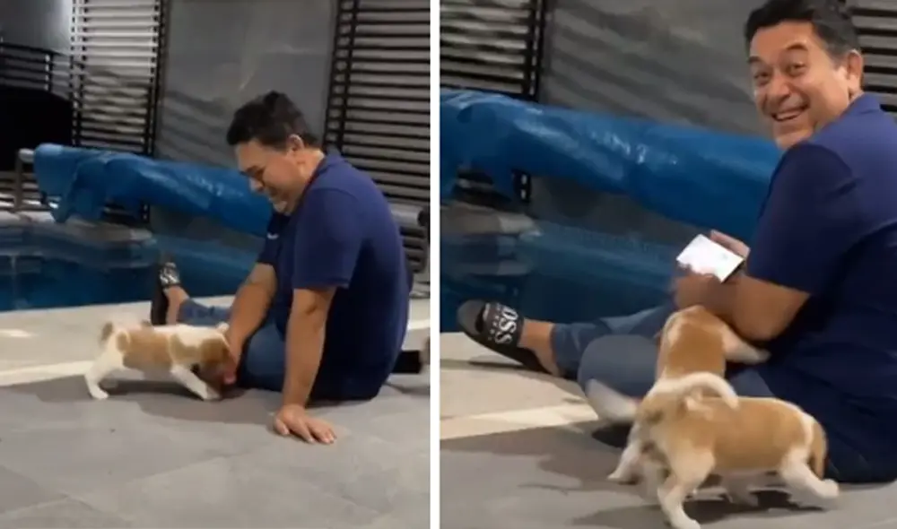 Los cachorros jugaron con el hombre mientras su dueña estaba ausente. Foto: captura de TikTok Los cachorros jugaron con el hombre mientras su dueña estaba ausente. Foto: captura de TikTok