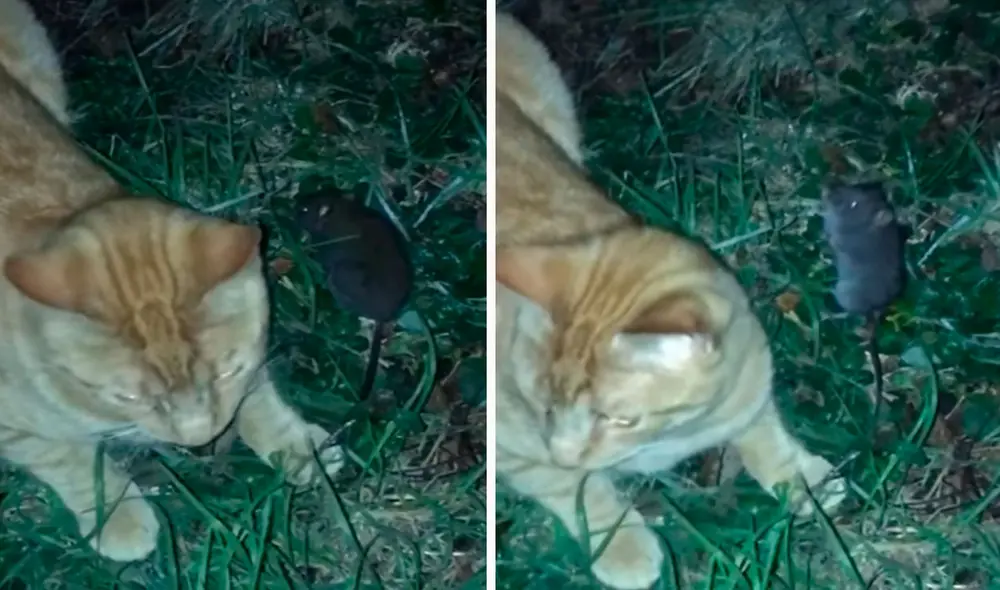 Un pequeño roedor invadió una casa y los propietarios intentaron espantarlo con ayuda de su mascota; sin embargo, se sorprendieron al verlos juntos. Foto: captura de TikTok