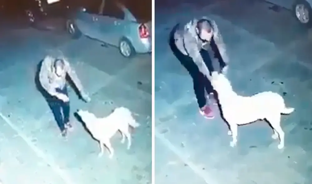 Una cámara de seguridad registró el momento exacto en que un hombre se acercó a un animal callejero y realizó unos singulares movimientos para bailar con él. Foto: captura de YouTube