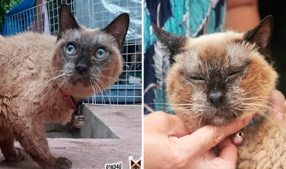 La Bisabuela Wad es una gata tailandesa de 34 años. Foto: captura de Facebook