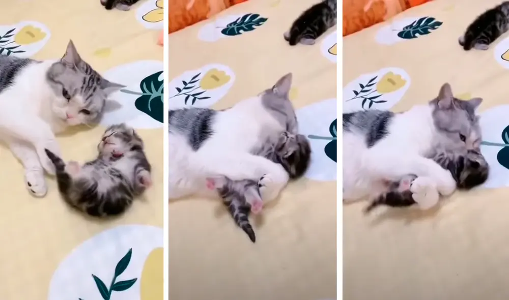 La madre se acercó para darle un cariñoso abrazo a su cría. Foto: captura de YouTube