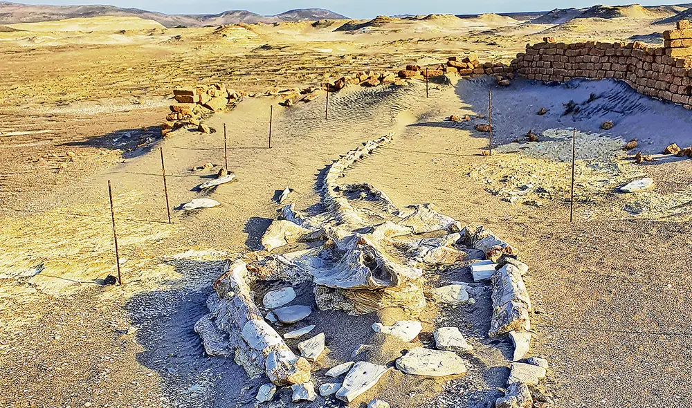 Para la ejecución de esta iniciativa, la UPCH recibió financiamiento por parte del Concytec. Foto: Diana C. Morales Para la ejecución de esta iniciativa, la UPCH recibió financiamiento por parte del Concytec. Foto: Diana C. Morales