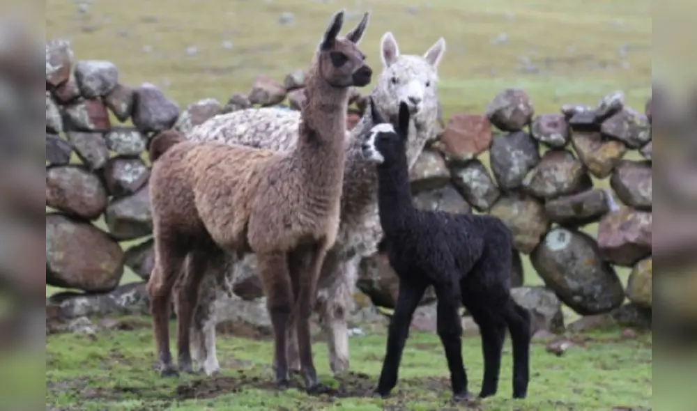 Proyecto fue ejecutado de manera conjunta con el Instituto Nacional de Innovación Agraria (INIA).  Foto: difusión