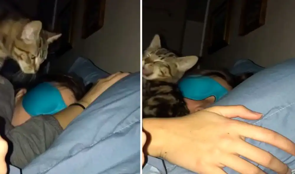 Una cámara escondida registró el preciso momento en que un gato subió a la cama de su dueña para echarse a su lado; sin embargo, interrumpió su sueño. Foto: captura de YouTube Una cámara escondida registró el preciso momento en que un gato subió a la cama de su dueña para echarse a su lado; sin embargo, interrumpió su sueño. Foto: captura de YouTube