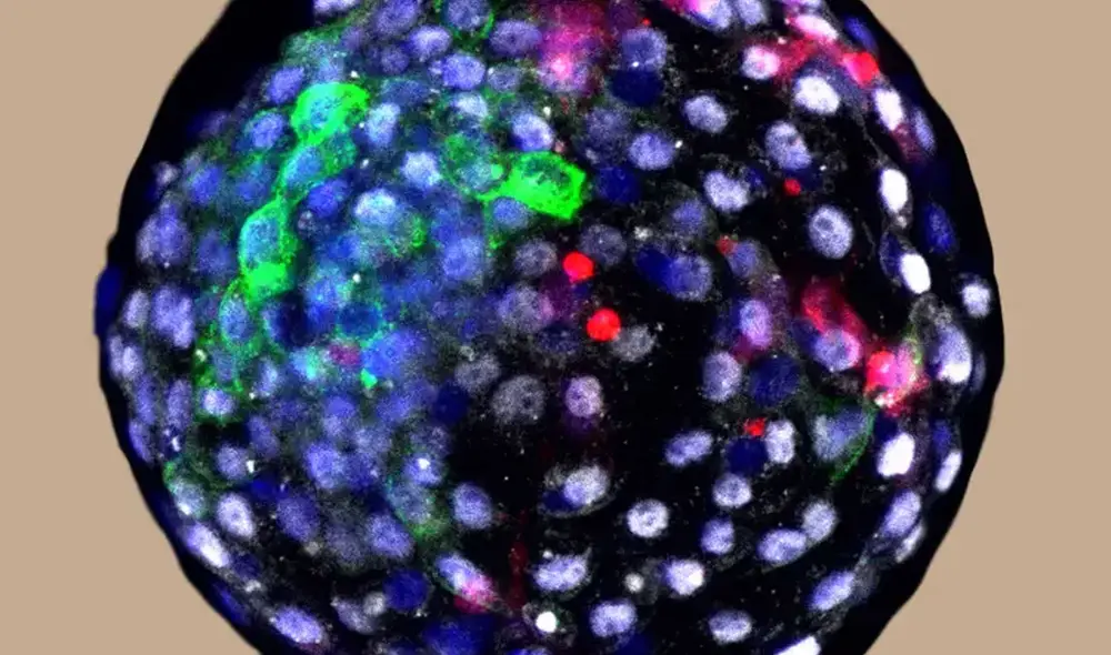 Embrión humano-mono en una etapa temprana de su desarrollo. Foto: Weizhi Ji Embrión humano-mono en una etapa temprana de su desarrollo. Foto: Weizhi Ji