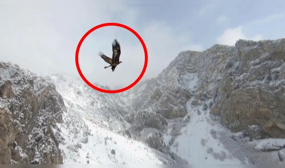 El dispositivo estuvo detrás del animal durante unos minutos dando la oportunidad de capturar imágenes únicas. Foto: captura de YouTube