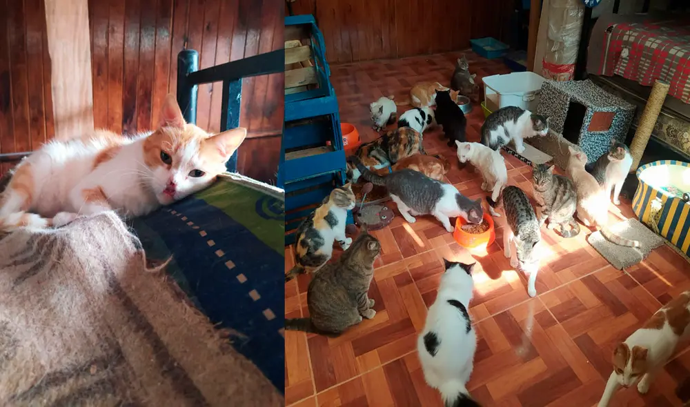 Pequeños animales buscan hogar desde hace meses. Foto: cortesía de Yesenia Camarena Pequeños animales buscan hogar desde hace meses. Foto: cortesía de Yesenia Camarena