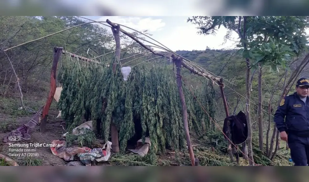 La Policía incursionó en plantaciones de marihuana sembrada en el distrito de Cochorco. Foto: PNP La Policía incursionó en plantaciones de marihuana sembrada en el distrito de Cochorco. Foto: PNP