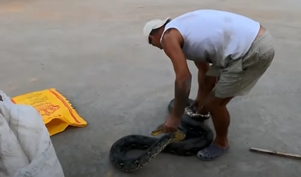 El video viral ha sido compartido en el canal de Frank Cuesta. Foto: captura de YouTube. El video viral ha sido compartido en el canal de Frank Cuesta. Foto: captura de YouTube.