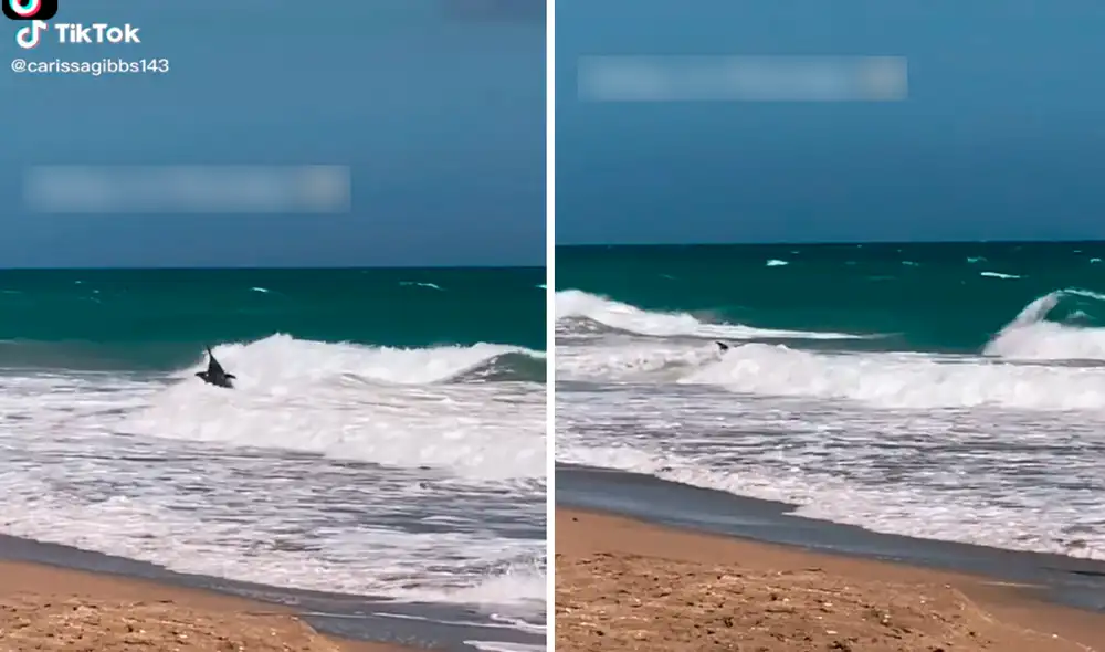 El animal marino nadaba con desesperación y dejó impresionados a los usuarios en redes. Foto: captura de TikTok El animal marino nadaba con desesperación y dejó impresionados a los usuarios en redes. Foto: captura de TikTok