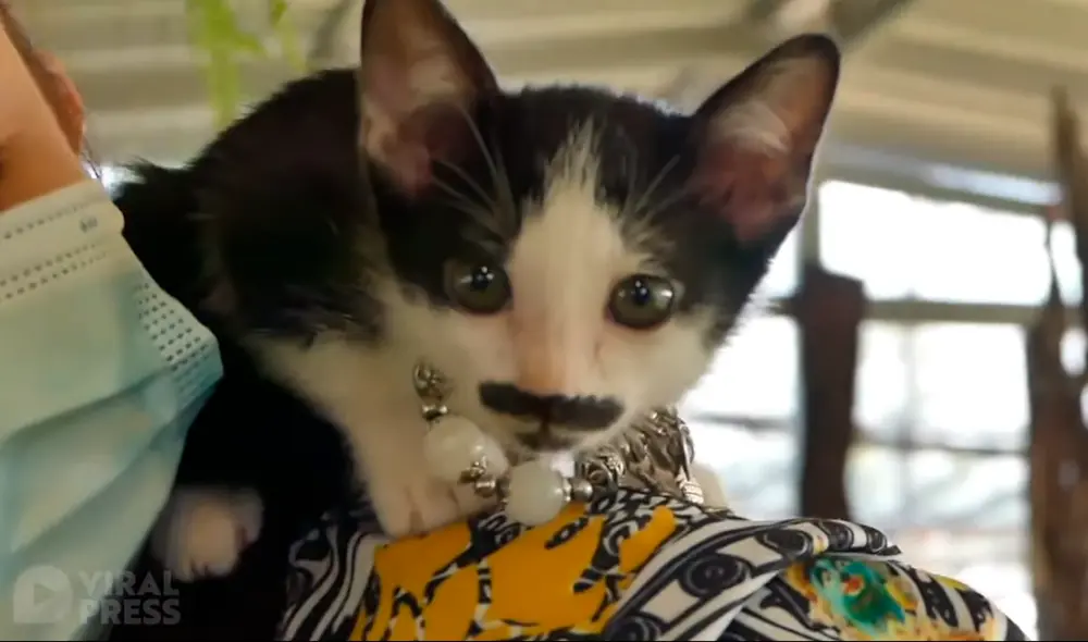 El gatito causó curiosidad por su extraña mancha en forma de bigote y barba. Foto: captura de YouTube