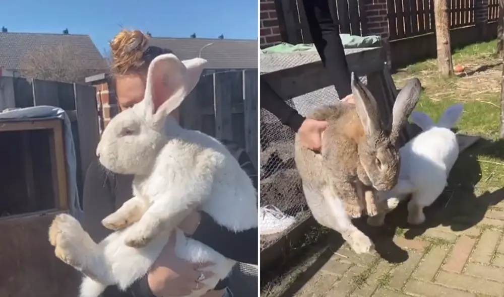 El video viral ha causado gran sensación en las redes sociales. Foto: captura de TikTok. El video viral ha causado gran sensación en las redes sociales. Foto: captura de TikTok.