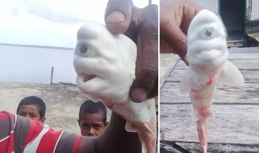 Miles de usuarios quedaron anonadados al ver el aspecto del animal. Foto: captura de Facebook.