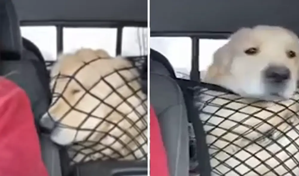 El video viral ha sido compartido en la página DogLove 24. Foto: captura de Facebook