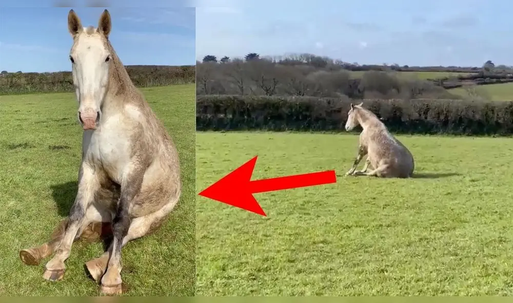 Los veterinarios confirmaron que se trataba sólo de una de sus manías. Foto: captura de YouTube