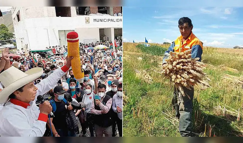 El dato. La comunidad de Paco Cusullaca en Puno está dedicada al agro y ganadería. Por acuerdo de la comunidad decidieron apoyar al profesor Castillo.
