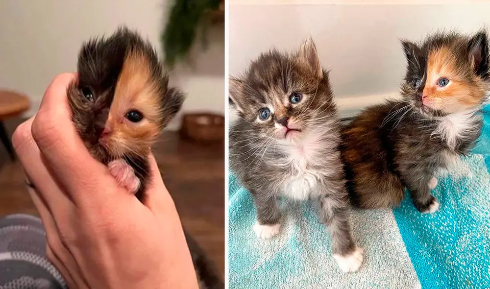 Una pareja se mudó a su nueva casa y encontraron a unos felinos abandonados, por ello decidieron llamar a un albergue. Foto: Kittenitwithkiki/ Instagram