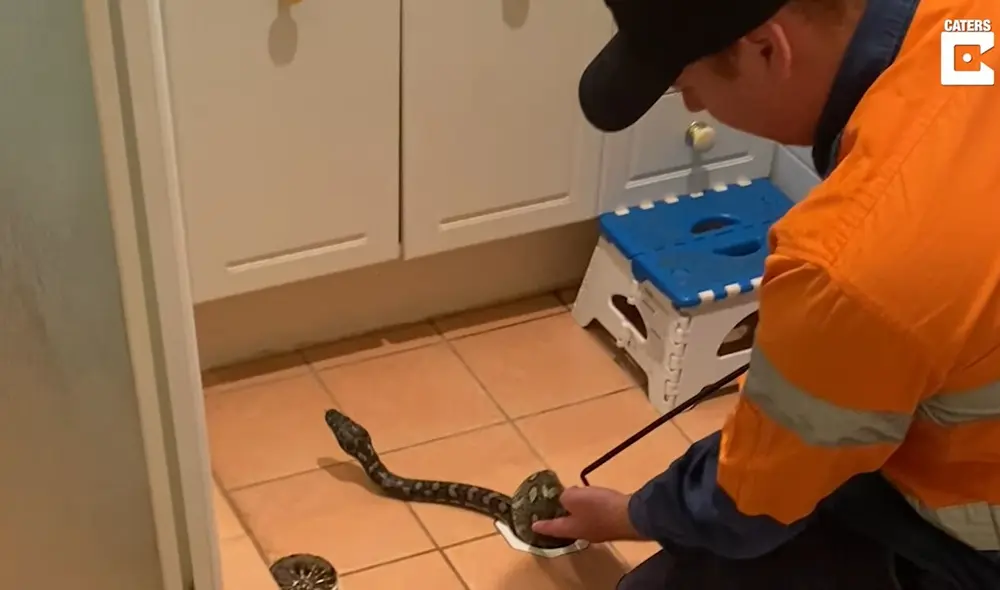 La serpiente estaba atorada en la tubería del baño. Foto: captura de youtube